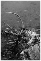 Dead caribou heads discarded by hunters. Kobuk Valley National Park, Alaska, USA. (black and white)