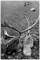 Dead caribou head discarded by hunters. Kobuk Valley National Park, Alaska, USA. (black and white)