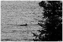 Spruce and lone caribou swimming across the river. Kobuk Valley National Park, Alaska, USA. (black and white)