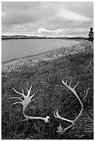 Caribou antlers, tundra, and river. Kobuk Valley National Park, Alaska, USA. (black and white)