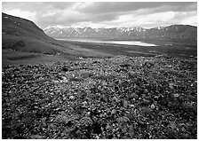 Tundra with forget-me-nots and Twin Lakes. Lake Clark National Park ( black and white)