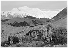 Trees in fall colors, moraines, and Mt Blackburn. Wrangell-St Elias National Park, Alaska, USA. (black and white)