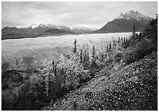 Late wildflowers, trees in autumn colors, and Root Glacier. Wrangell-St Elias National Park, Alaska, USA. (black and white)