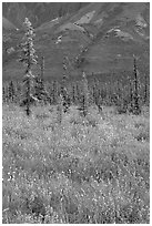 Wildflowers and spruce trees. Wrangell-St Elias National Park, Alaska, USA. (black and white)