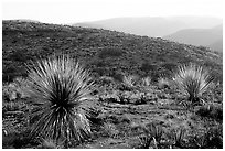Yuccas at sunset on limestone bedrock. Carlsbad Caverns National Park ( black and white)