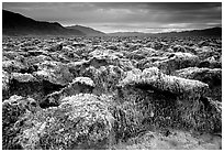 Salt formations, Devil's golf course. Death Valley National Park, California, USA. (black and white)