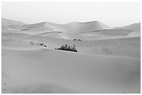 Mesquite sand dunes at dawn. Death Valley National Park, California, USA. (black and white)