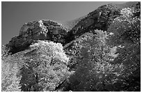 Trees in autumn foliage and cliffs,McKittrick Canyon. Guadalupe Mountains National Park, Texas, USA. (black and white)