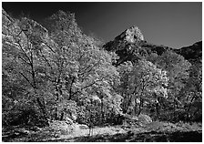 Fall foliage and cliffs, McKittrick Canyon. Guadalupe Mountains National Park ( black and white)