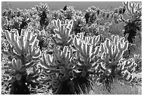 Jumping cholla cactus. Joshua Tree National Park, California, USA. (black and white)
