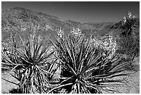 Yuccas in bloom. Joshua Tree National Park, California, USA. (black and white)