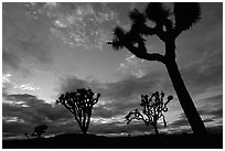 Joshua trees, sunset. Joshua Tree National Park, California, USA. (black and white)