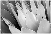 Cactus detail, Arizona Sonora Desert Museum. Tucson, Arizona, USA (black and white)