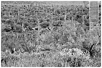 Sonoran desert in bloom, Tucson Mountain District. Saguaro National Park, Arizona, USA. (black and white)