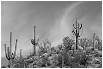 Mature Saguaro cactus (Carnegiea gigantea) on a hill. Saguaro National Park, Arizona, USA. (black and white)