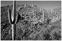 Saguaro cacti on hillside, Hugh Norris Trail, late afternoon. Saguaro National Park, Arizona, USA. (black and white)