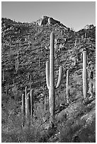 Tall saguaro cactus on the slopes of Tucson Mountains, late afternoon. Saguaro National Park, Arizona, USA. (black and white)