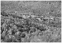 Valley filled  with trees in autumn foliage. Acadia National Park, Maine, USA. (black and white)