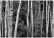White birch trunks and orange leaves of red maples. Acadia National Park, Maine, USA. (black and white)