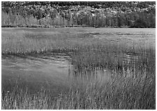 Reeds in pond with trees in fall foliage in the distance. Acadia National Park, Maine, USA. (black and white)