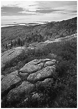 Berry plants in bright fall color, rock slabs, forest on hillside, and coast. Acadia National Park, Maine, USA. (black and white)