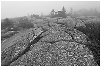 Lichen-covered slabs in the heavy mist, Mount Cadillac. Acadia National Park, Maine, USA. (black and white)