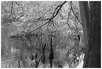 Bald cypress and branch with needles in fall color at edge of Weston Lake. Congaree National Park ( black and white)