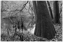 Bald cypress in fall color at edge of Weston Lake. Congaree National Park ( black and white)