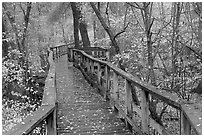 High boardwalk in deciduous forest with fallen leaves. Congaree National Park ( black and white)