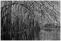 Bald cypress, spanish moss, and branches with fall colors over Cedar Creek. Congaree National Park ( black and white)