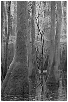 Young tree growing in swamp amongst old growth cypress and tupelo. Congaree National Park ( black and white)