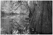 Buttressed cypress base and spanish moss reflected in Cedar Creek. Congaree National Park ( black and white)