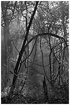 Trees with vines. Congaree National Park ( black and white)