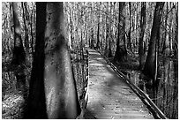 Low boardwalk in sunny forest. Congaree National Park ( black and white)