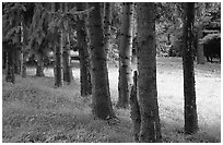 Trees and grassy meadow. Cuyahoga Valley National Park, Ohio, USA. (black and white)