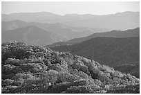 Trees with autumn colors and blue ridges from Clingmans Dome, North Carolina. Great Smoky Mountains National Park ( black and white)