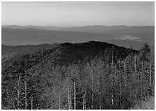 Trees in fall foliage and ridges from Clingman's dome at sunrise, North Carolina. Great Smoky Mountains National Park, USA. (black and white)