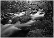 Arching dogwood in bloom over the Middle Prong of the Little River, Tennessee. Great Smoky Mountains National Park ( black and white)