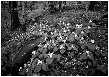 Carpet of White Trilium, Chimney Rock area, Tennessee. Great Smoky Mountains National Park ( black and white)