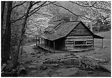 Noah Ogle historical cabin framed by blossoming dogwood tree, Tennessee. Great Smoky Mountains National Park ( black and white)