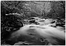 Fluid stream with and dogwoods trees in spring, Treemont, Tennessee. Great Smoky Mountains National Park ( black and white)