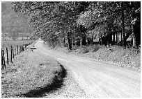 Gravel road in autumn, Cades Cove, Tennessee. Great Smoky Mountains National Park ( black and white)