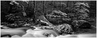 Spring forest scene with stream and dogwoods in bloom. Great Smoky Mountains National Park (Panoramic black and white)