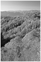 Ridges with trees in fall foliage, North Carolina. Great Smoky Mountains National Park ( black and white)