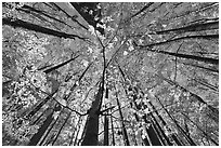 Looking up red leaves and forest in autumn foliage, Tennessee. Great Smoky Mountains National Park ( black and white)