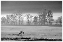 Meadow, trees, and fog, early morning, Cades Cove, Tennessee. Great Smoky Mountains National Park, USA. (black and white)