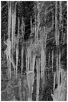 Icicles on rock face, Tennessee. Great Smoky Mountains National Park ( black and white)