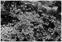 Undergrowth with Forget-me-nots and red Columbine, Tennessee. Great Smoky Mountains National Park, USA. (black and white)