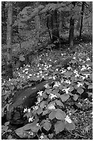 Carpet of White Trilium in verdant forest, Chimney area, Tennessee. Great Smoky Mountains National Park ( black and white)