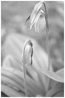 Yellow lady slippers close-up, Tennessee. Great Smoky Mountains National Park ( black and white)